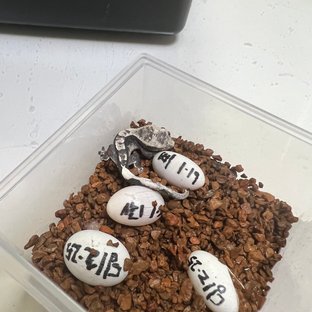 동배