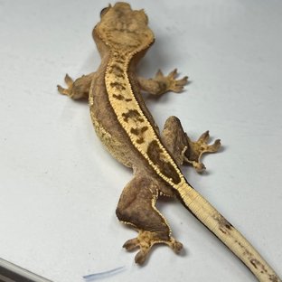 100%헷아잔틱 풀핀