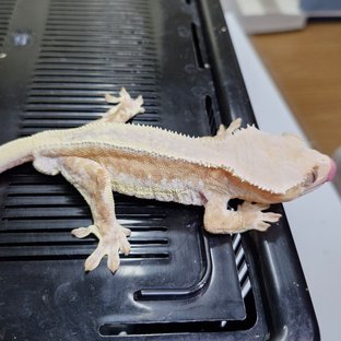 릴리100%헷아잔틱