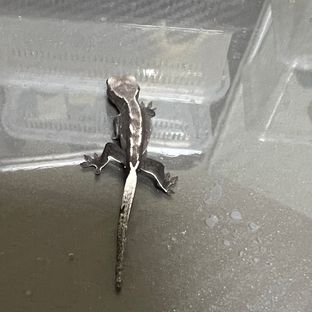 아잔틱