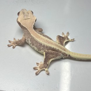 릴리100%헷아잔틱