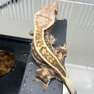 노멀 슈퍼스트라이프 풀핀