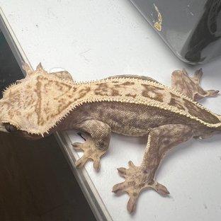 100%헷아잔틱 슈퍼스트라이프 풀핀