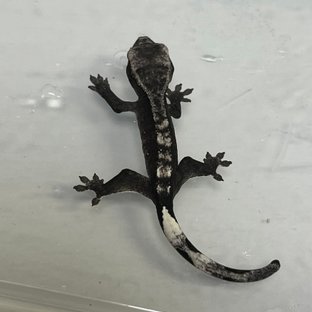 아잔틱