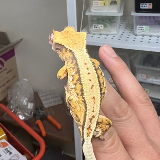 노멀 트라이 풀핀 드리피