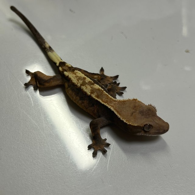 세이블 100%헷아잔틱