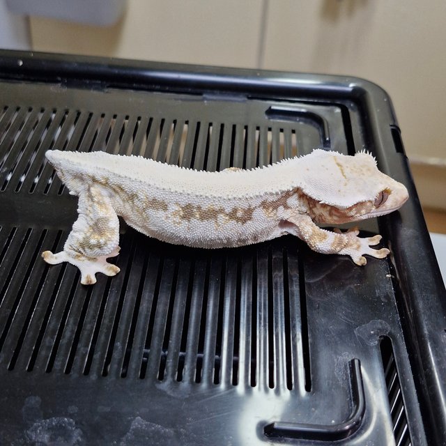 릴리화이트 솔리드백