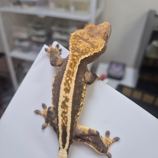 100%헷아잔틱 슈퍼스트라이프