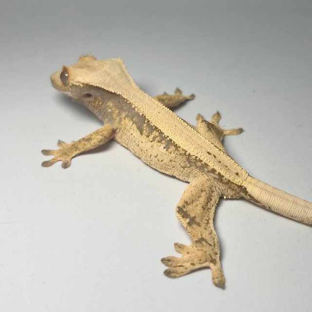 노멀 드리피 풀핀