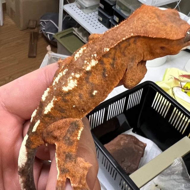 세이블 100%헷아잔틱