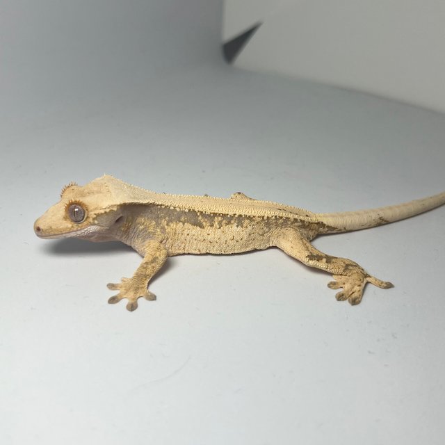 노멀 드리피 풀핀