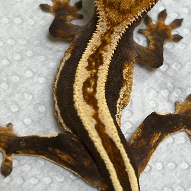 100%헷아잔틱 슈퍼스트라이프 풀핀