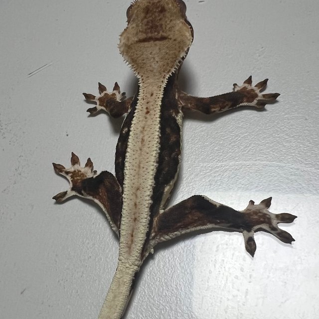 릴리100%헷아잔틱