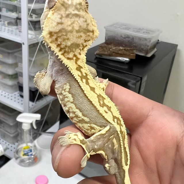 풀핀 100%헷아잔틱