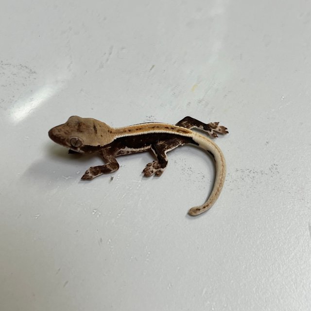 릴리100%헷아잔틱