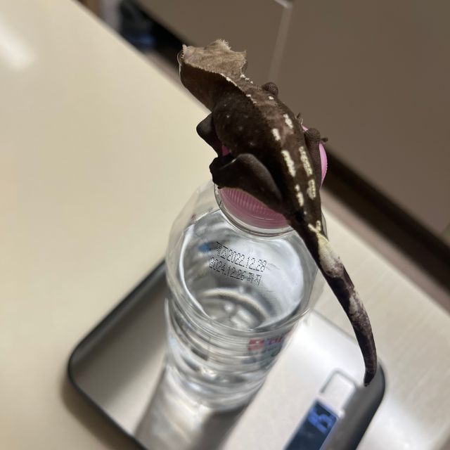 아잔틱