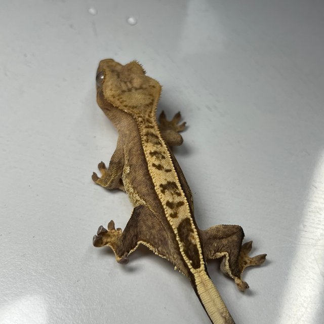 100%헷아잔틱 풀핀