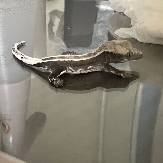 아잔틱 풀핀