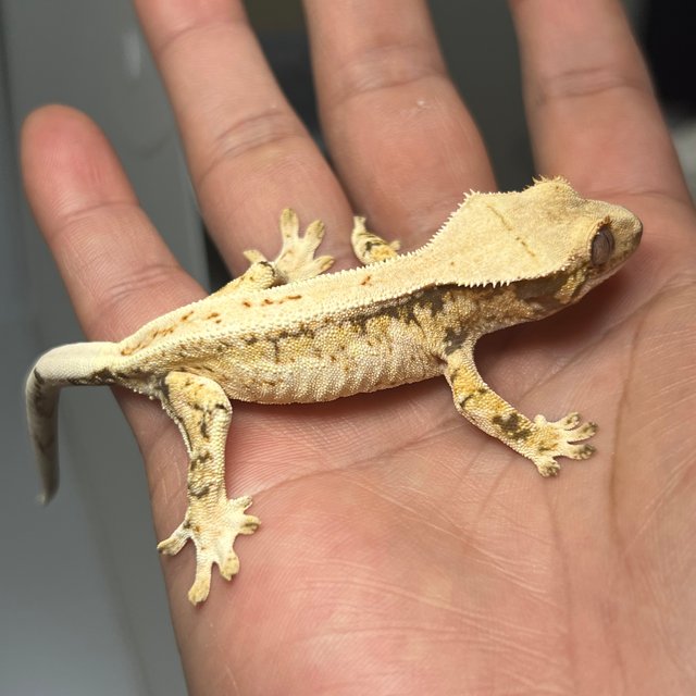 노멀 트라이 풀핀 드리피