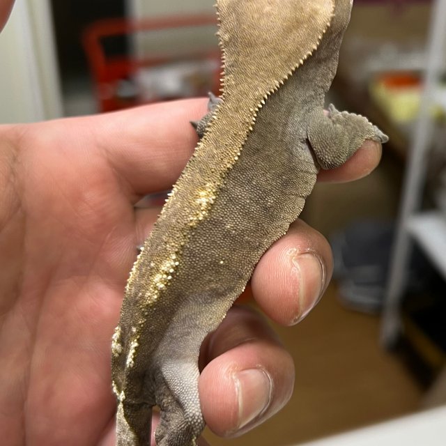 세이블 100%헷아잔틱