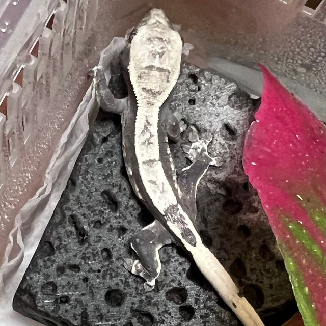 아잔틱