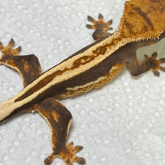 100%헷아잔틱 슈퍼스트라이프 풀핀