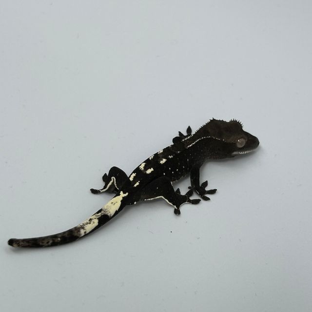아잔틱