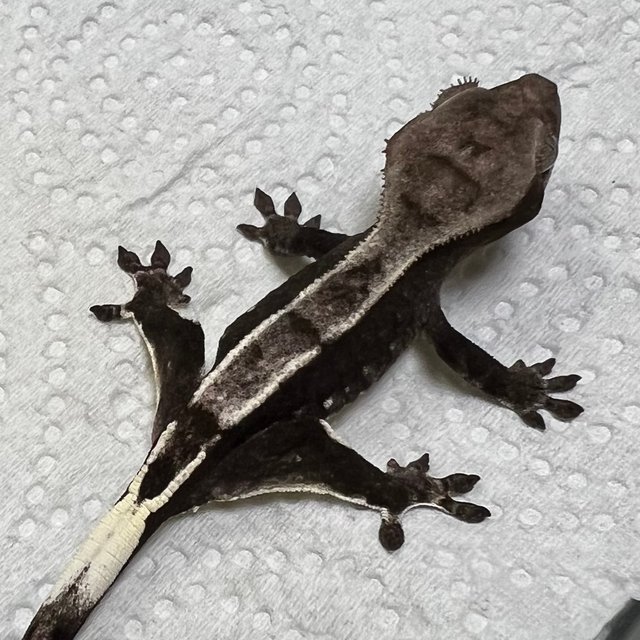 아잔틱