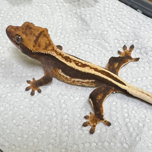 100%헷아잔틱 슈퍼스트라이프 풀핀