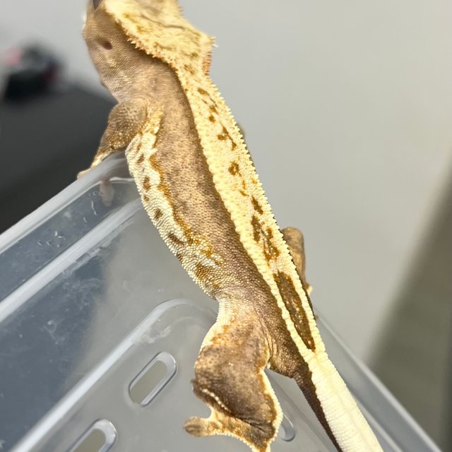 100%헷아잔틱 풀핀