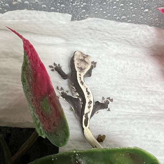 아잔틱