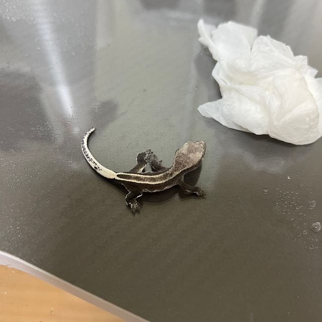아잔틱 풀핀
