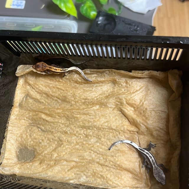 100%헷아잔틱 풀핀
