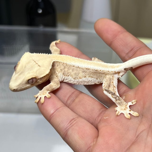 릴리100%헷아잔틱 솔리드백