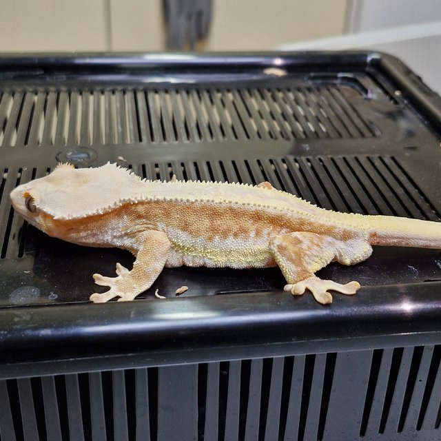 릴리100%헷아잔틱