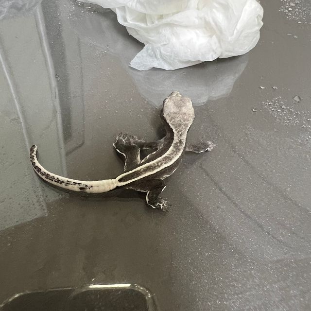 아잔틱 풀핀