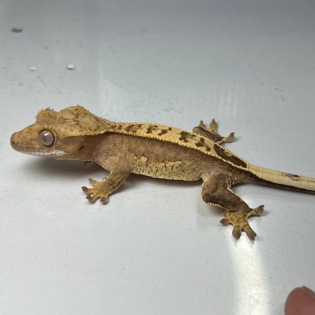 100%헷아잔틱 풀핀