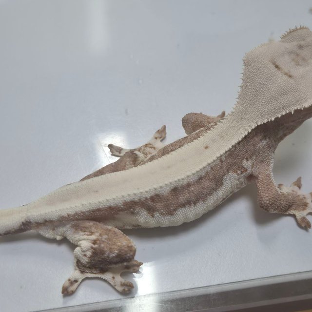 릴리100%헷아잔틱