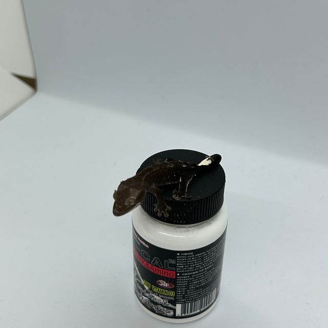 아잔틱