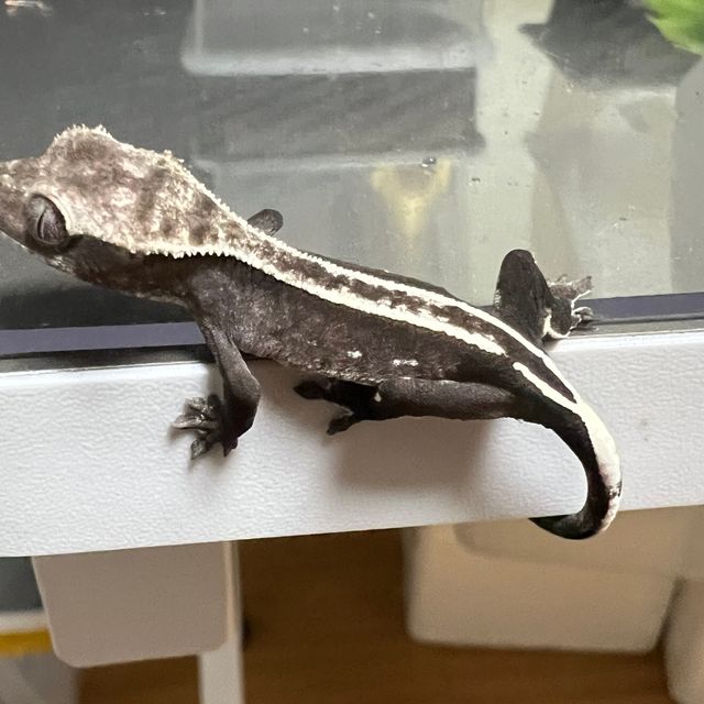 아잔틱