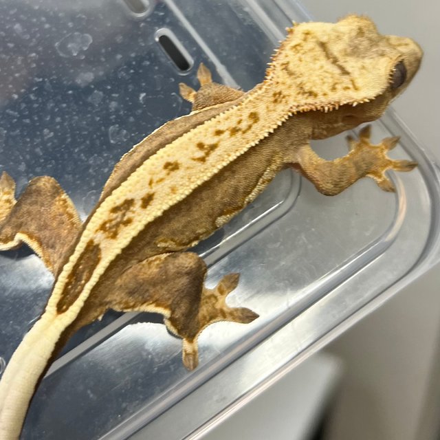 100%헷아잔틱 풀핀