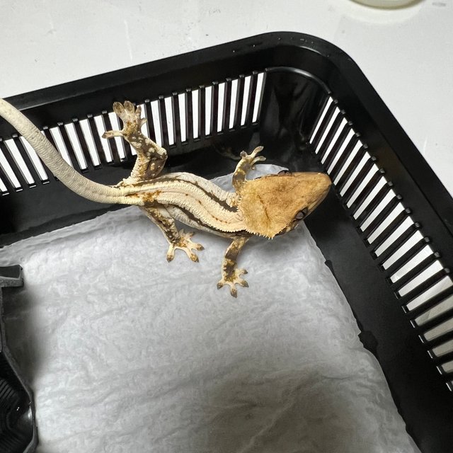 노멀 드리피 화이트