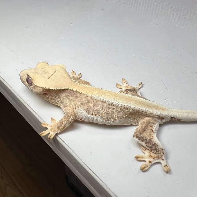 릴리100%헷아잔틱 솔리드백