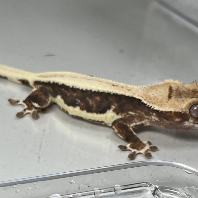 릴리100%헷아잔틱