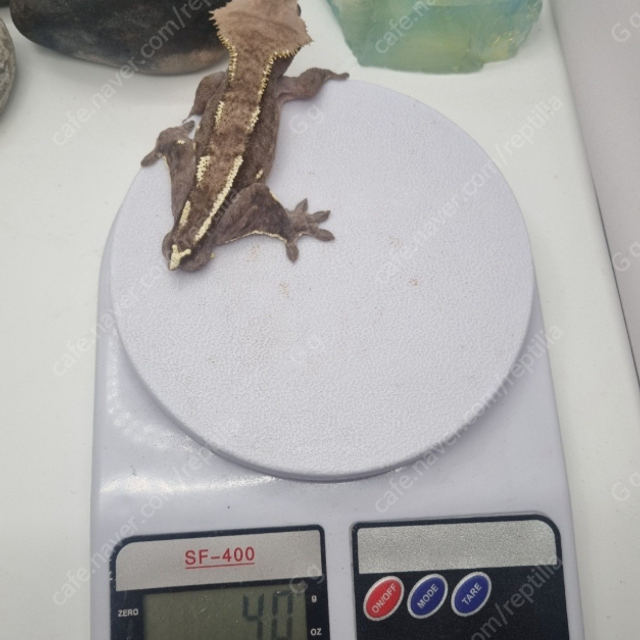아잔틱