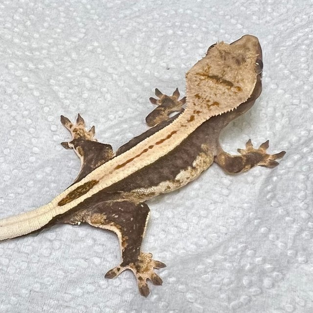 100%헷아잔틱 슈퍼스트라이프 풀핀