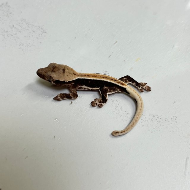 릴리100%헷아잔틱