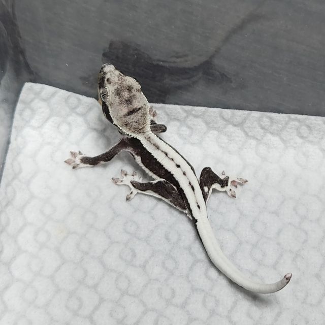 릴잔틱