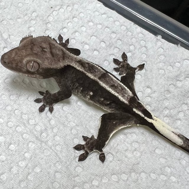 아잔틱