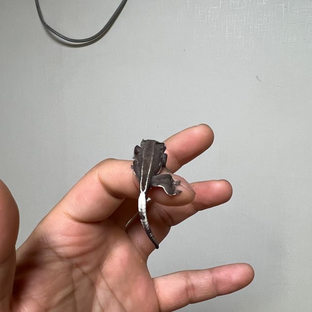 아잔틱